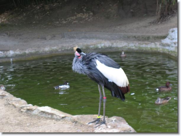 Diapositiva siguiente